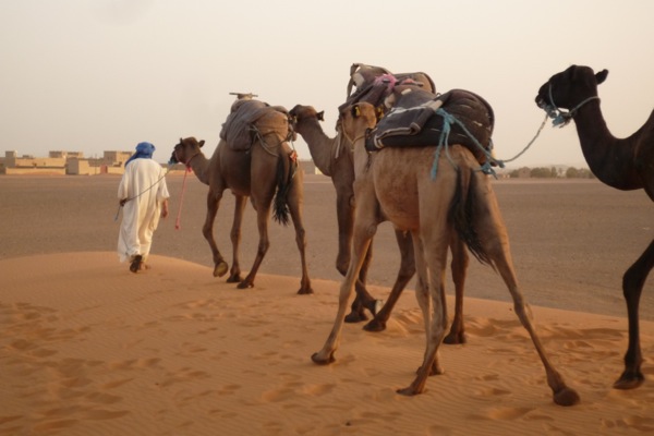 camels in Morocco