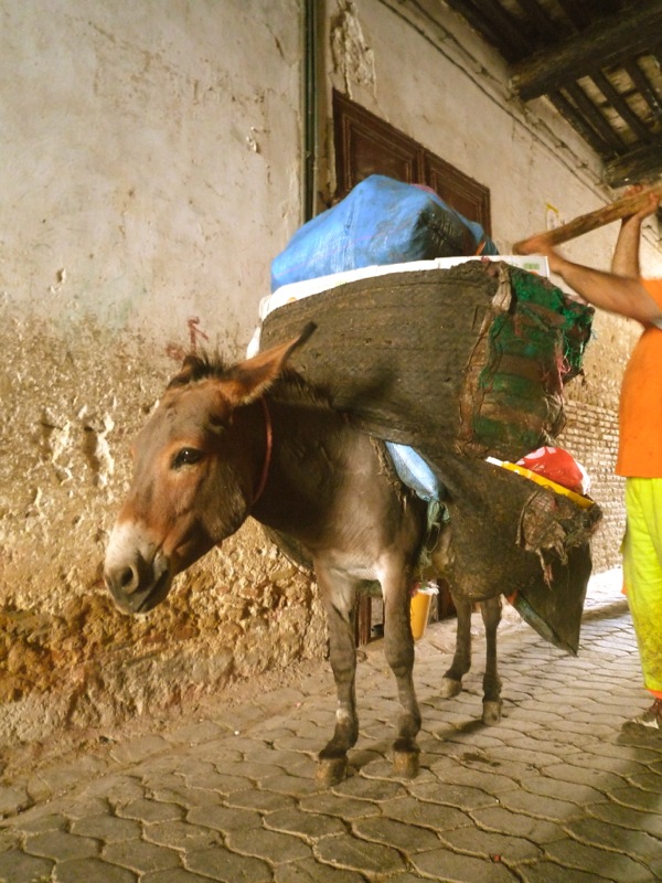 donkey in Fez