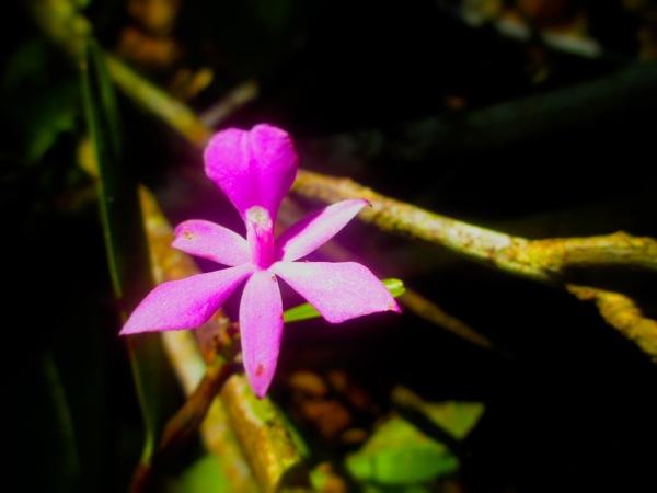 purple wild orchid in the jungle